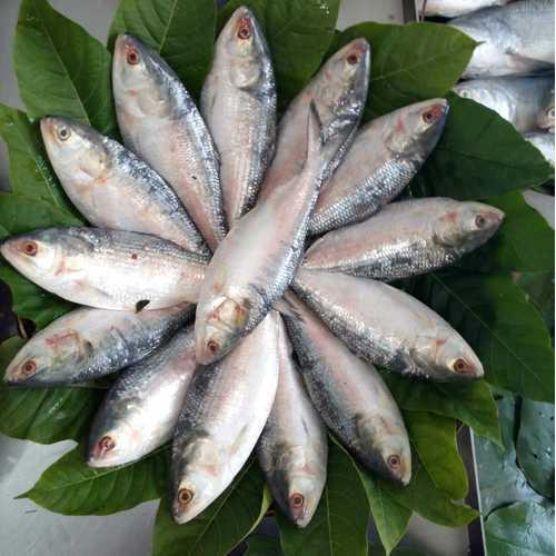 Hilsha Fish