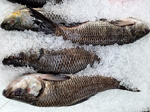 Rui Fish